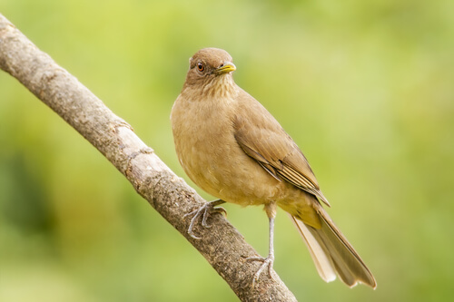 Yiguirro de Costa Rica