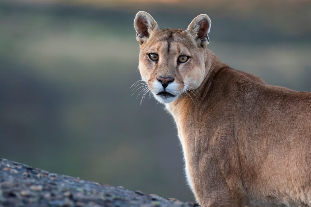 Die Fauna der Anden