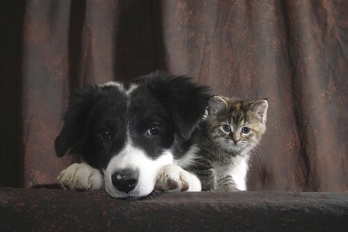 Adopción en protectora de animales