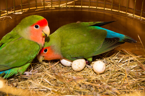 Agapornis en pareja
