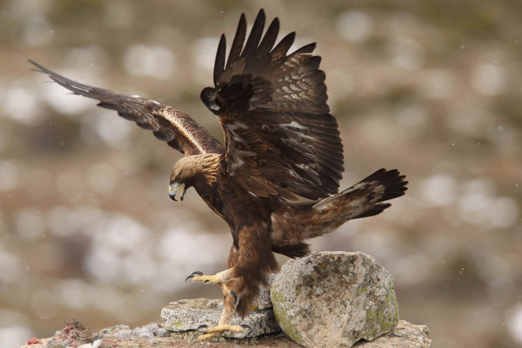 Águila real similar al escudo de México