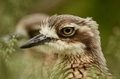 Alcarván: pájaro