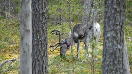 Alce de Finlandia
