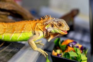 La dieta de la iguana y su importancia en la salud
