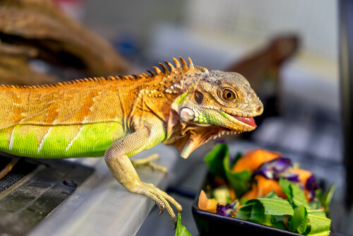Alimentación de la iguana