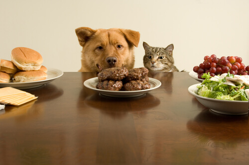 ¿Pueden comer lo mismo gatos y perros?