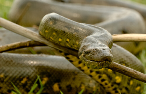 Anaconda: características y hábitat