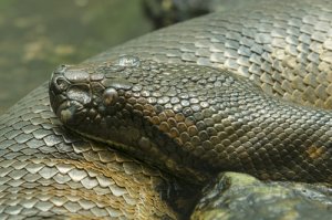 5 serpientes constrictoras