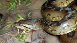 Anaconda verde: características