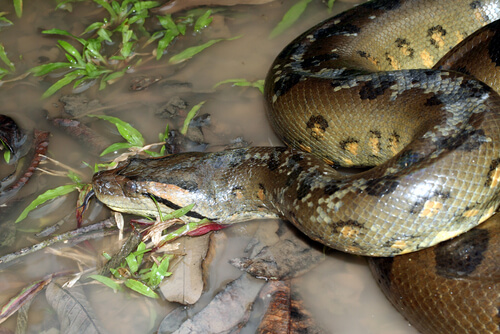 Anaconda verde: características