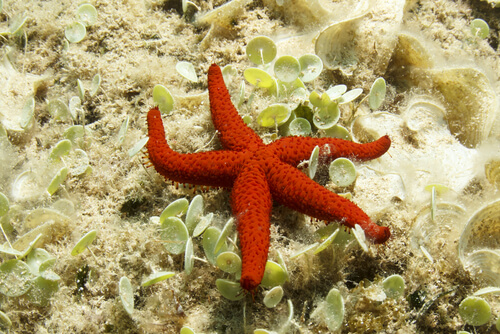 Anatomía de la estrella de mar
