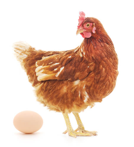 Animales que se comen los huevos