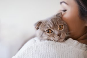 ¿Qué debo comprar antes de traer a mi gato a casa?