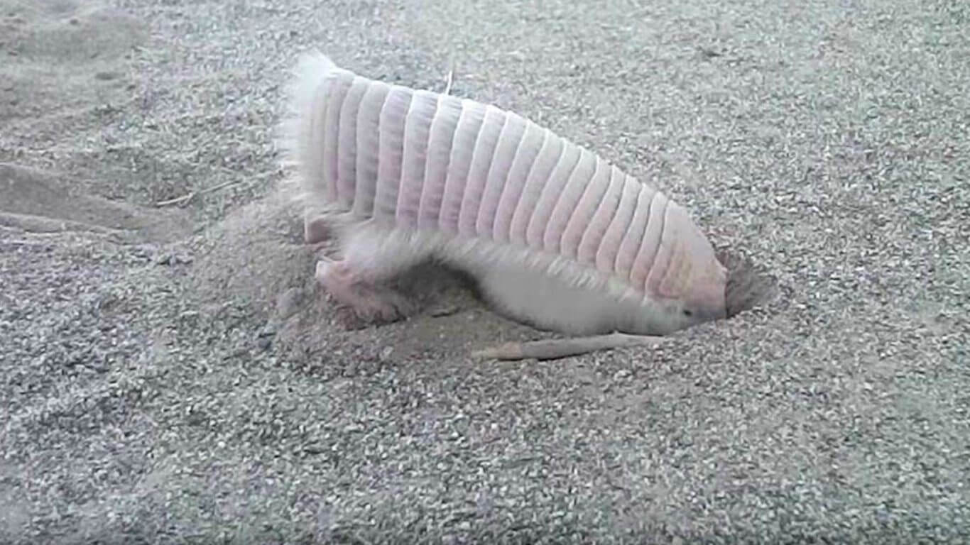 Armadillo rosado: información
