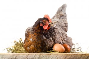 Por qué las gallinas se comen sus huevos