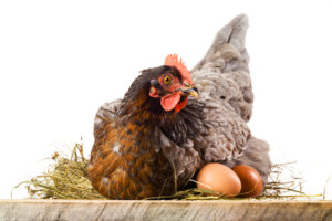Por qué las gallinas se comen sus huevos