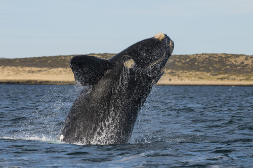 Ballena patagónica