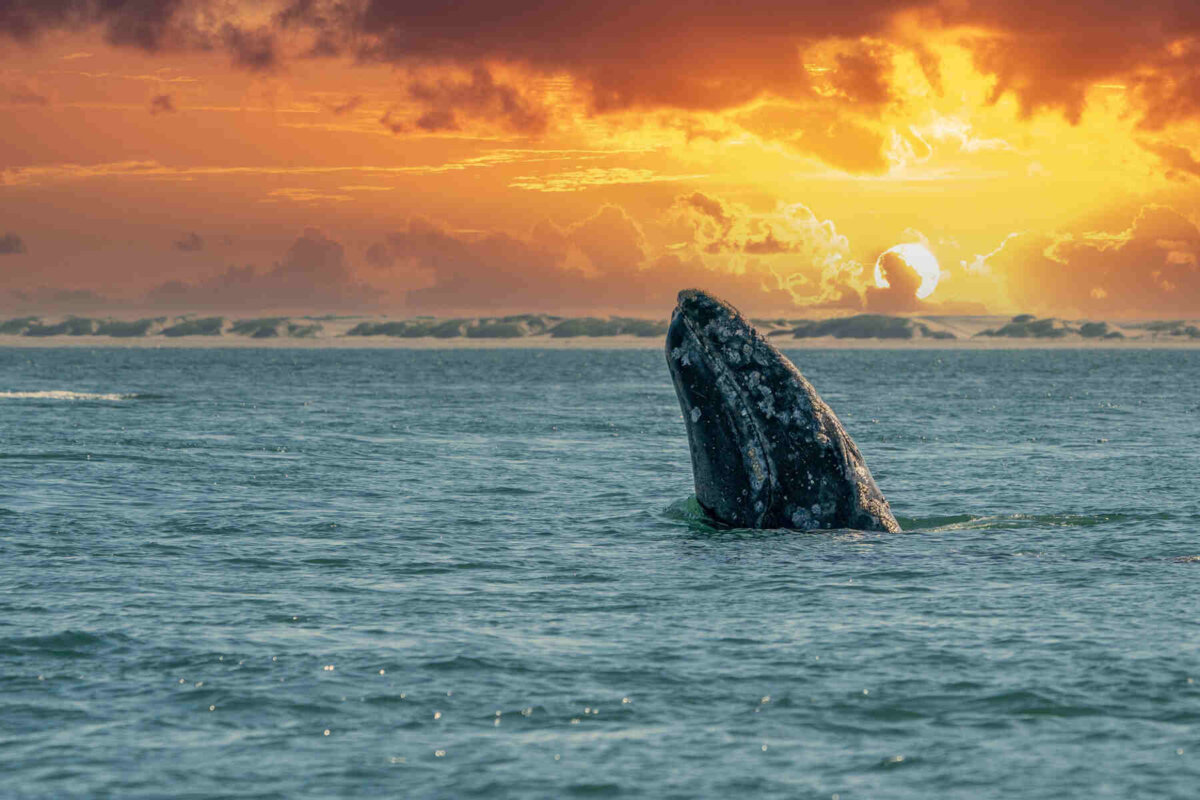 Una ballena gris asomada en el atardecer
