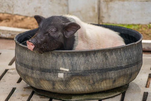 Bañar cerdo vietnamita