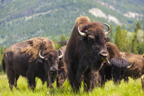 Bisonte americano