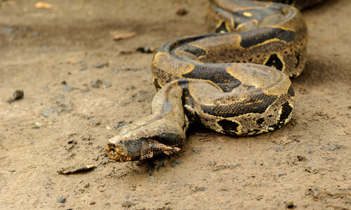 Boa constrictor: características, comportamiento y hábitat