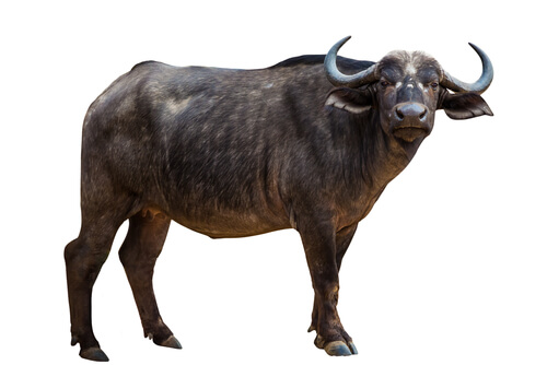 Búfalo: características