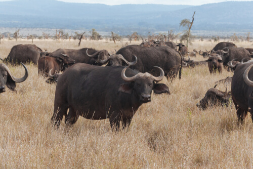 Búfalo: hábitat