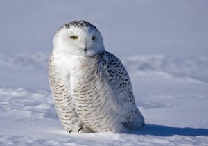El búho de nieve, un animal majestuoso