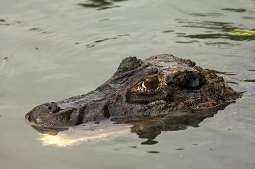 Caimán negro del Amazonas