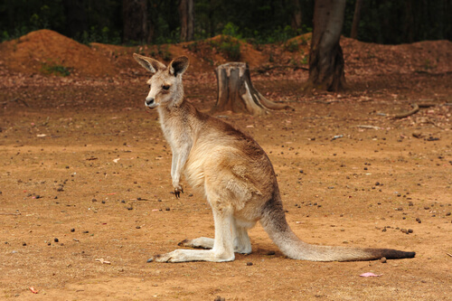 Canguro australiano