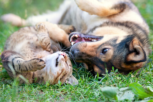 Cuatro razones para esterilizar a tu mascota Cuatro razones para esterilizar a tu mascota