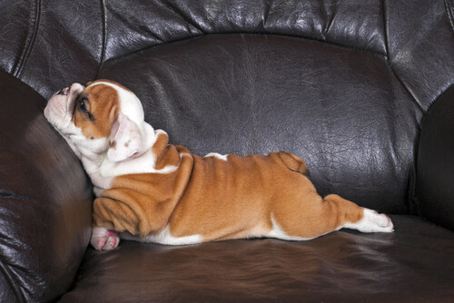 Capar perros: beneficios