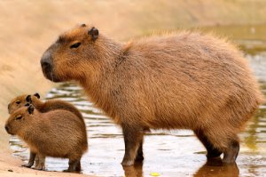 7 especies de roedores más grandes de la fauna