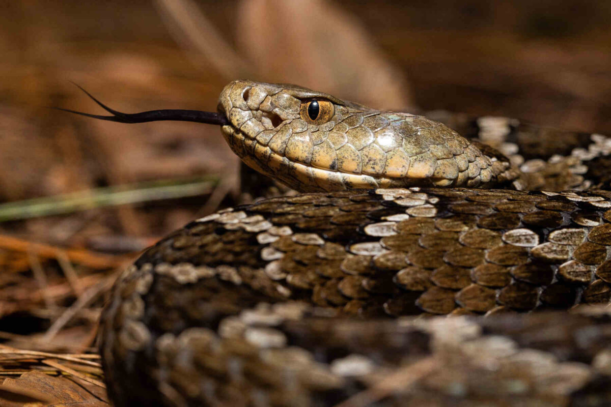 Serpiente víbora cascabel mexicana