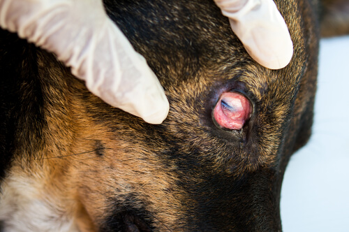 Koirien sidekalvotulehdukseen voidaan käyttää luontaishoitoja, jos eläinlääkäriin ei heti päästä.