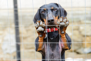 Crónica del maltrato animal en España