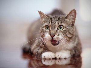 Consejos para el celo de las gatas