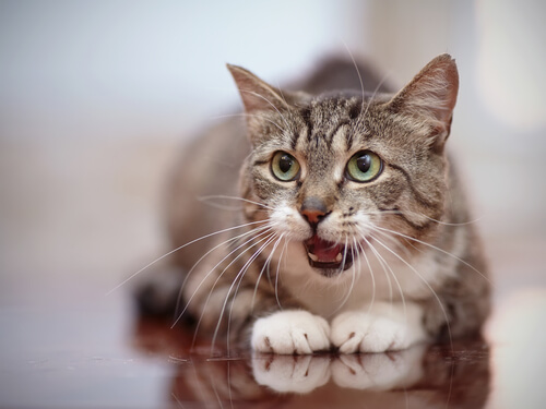 Cómo lidiar con una gata en celo: 10 Pasos (con imágenes)