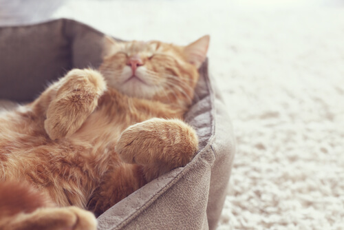 Celo de las gatas: cuánto dura