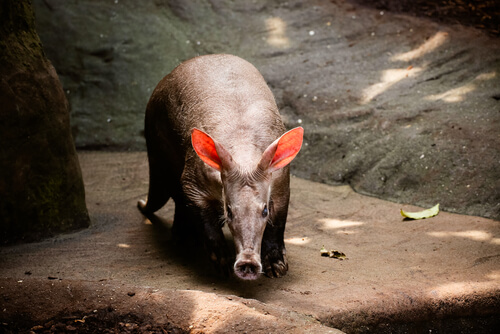 Cerdo hormiguero: características