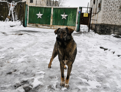 Chernobyl: animales mutados
