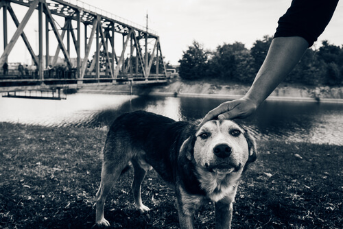 Los últimos perros de Chernobyl