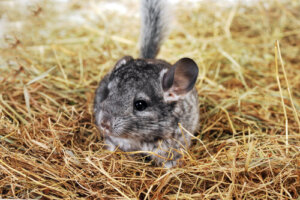 Chinchilla: características, comportamiento y hábitat