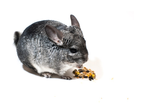 Un chinchilla qui mange.