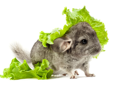 Chinchilla: verdura