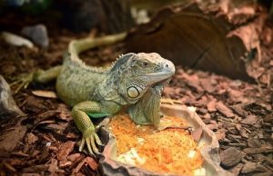 Ciclo de vida de las iguanas: todo sobre su comportamiento
