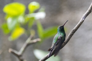 Las 5 aves más pequeñas
