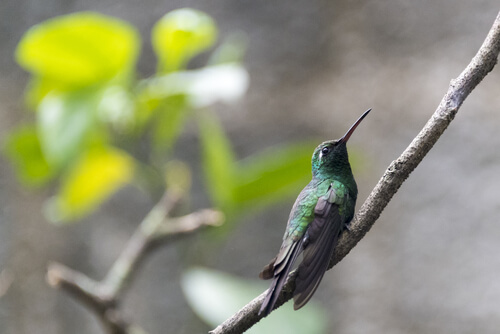Colibrí abeja: características