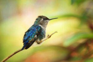 Descubre Panamá y sus 5 especies de pájaros más comunes