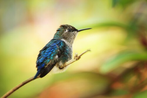 Colibrí abeja: tamaño